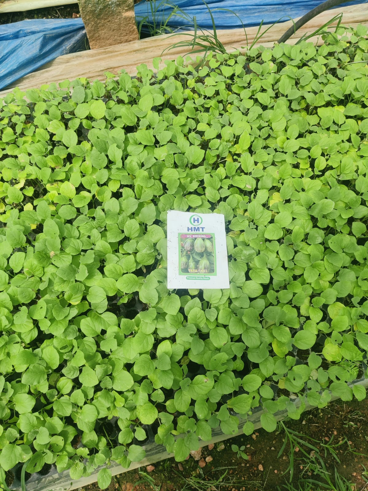 Brinjal Seedlings