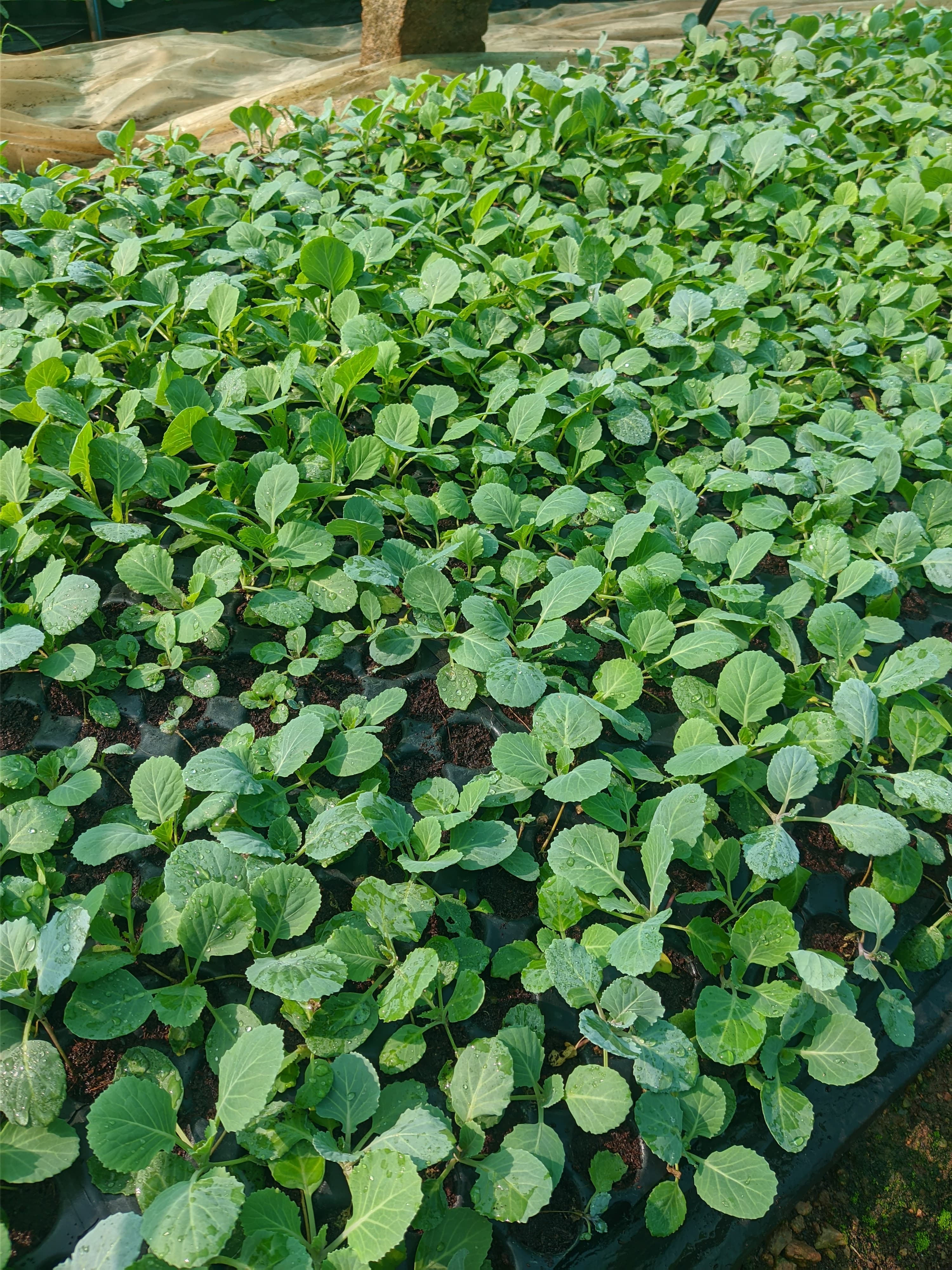 Cabbage Seedlings