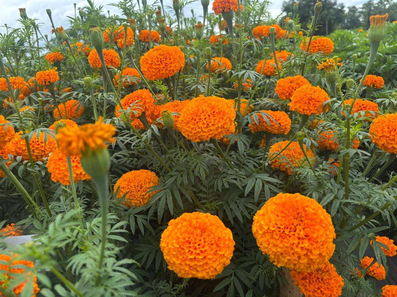 Marigold Red Seedling