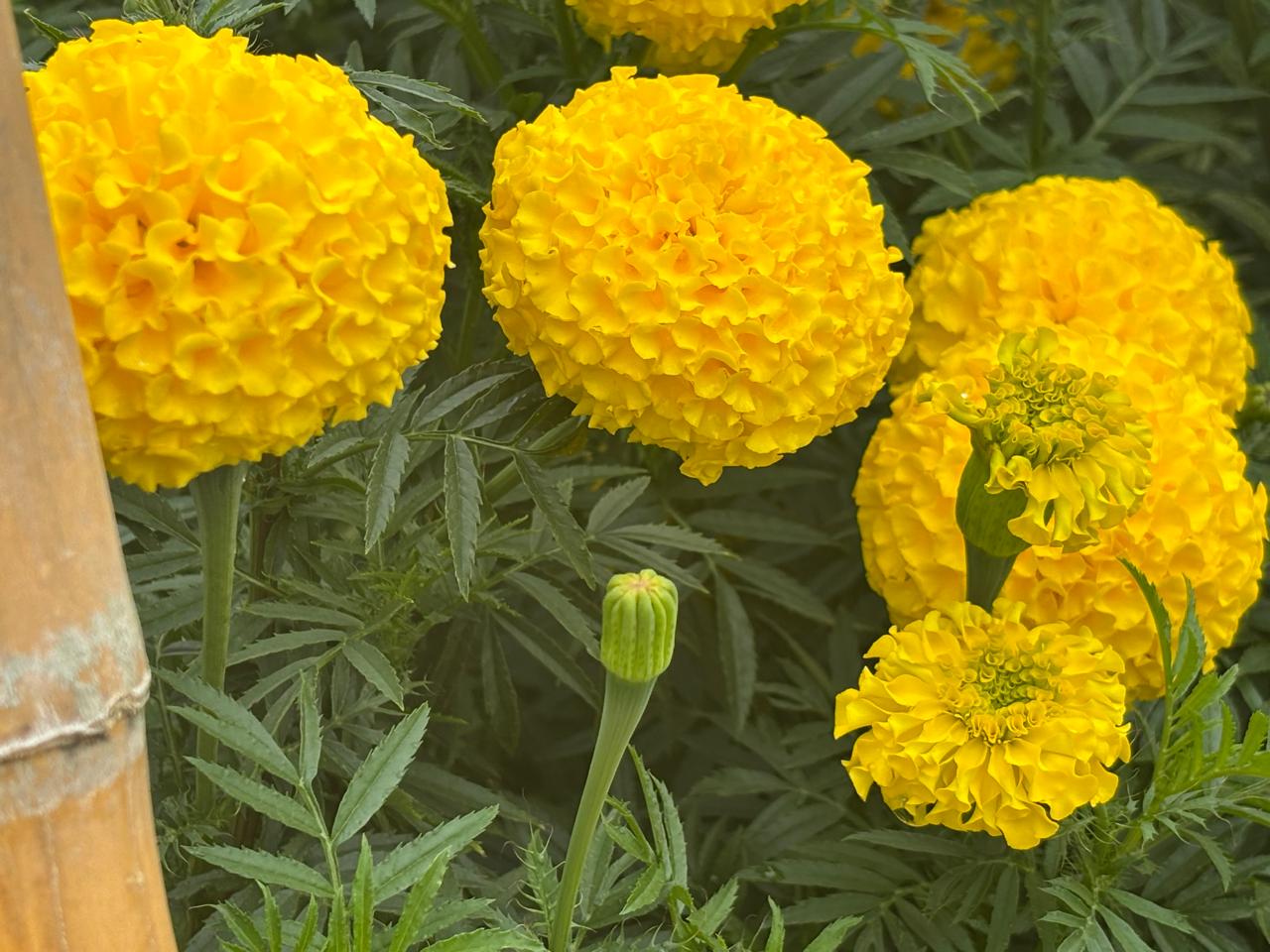Marigold Yellow Seedling
