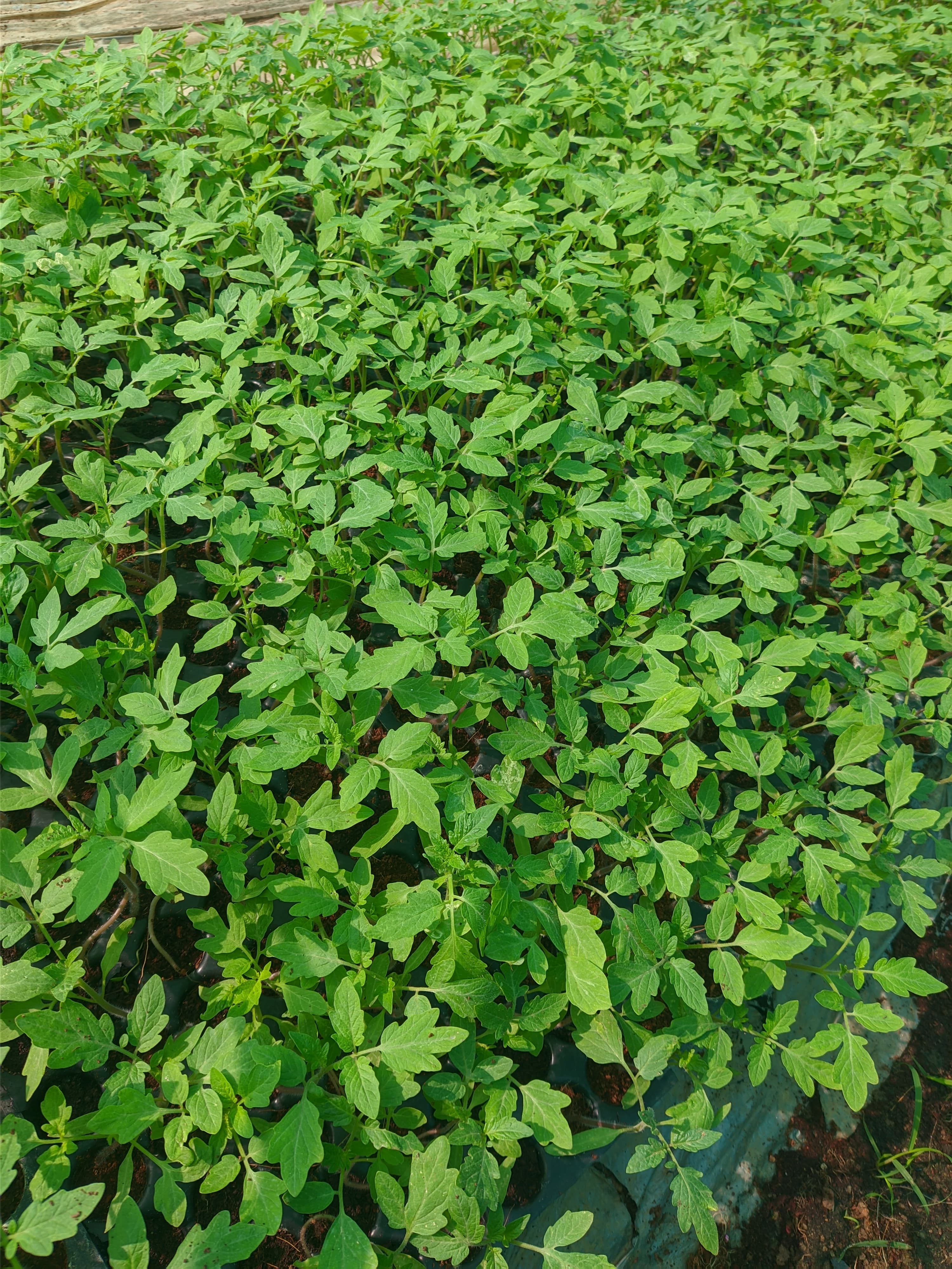 Tomato Seedlings